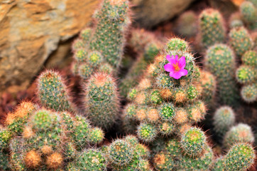 Cactus in the botanical garden.