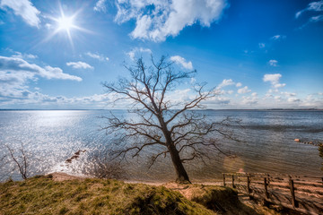 schöner Baum am  Achterwasser Usedom 3
