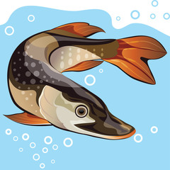 Freshwater fish, big pike, vector illustration
