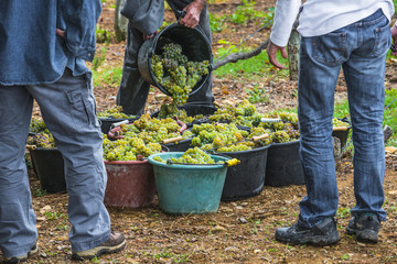 vendanges