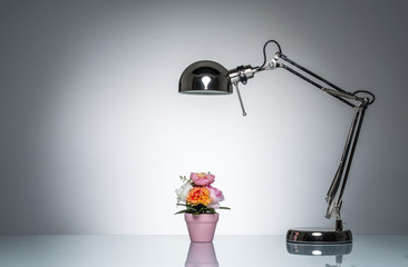 lighting up pink flower pot with desk lamp