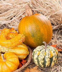 Fall Squash