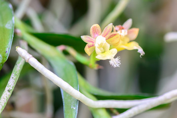 Pelatantheria bicuspidata, Rolfe ex Downie, Orchid flower.