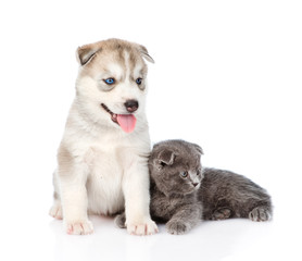 Small scottish kitten and Siberian Husky puppy together. isolate