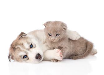 Siberian Husky puppy playing with scottish kitten. isolated on w
