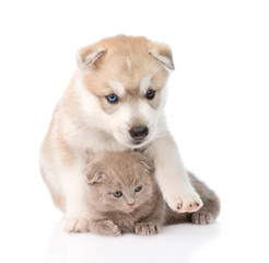 Siberian Husky puppy hugging scottish kitten . isolated on white