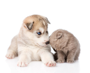 Obraz premium scottish kitten and Siberian Husky puppy together. isolated on w