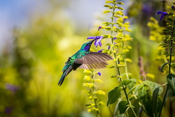 Green Violet Eared Hummingbird in the central mountains of Mexico. This is a rare picture of a...