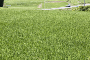 田んぼと軽トラック