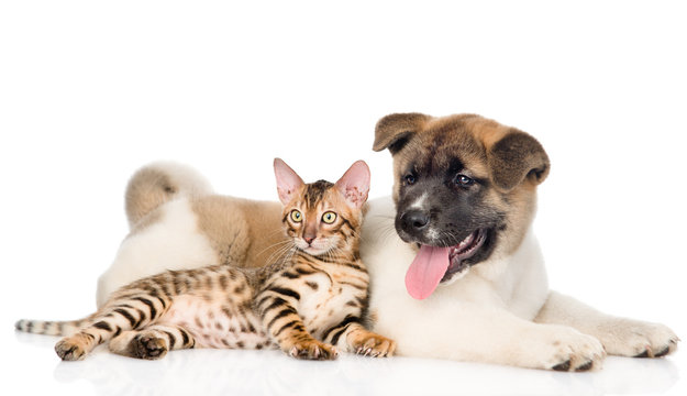Japanese Akita inu puppy dog and bengal kitten together. isolate