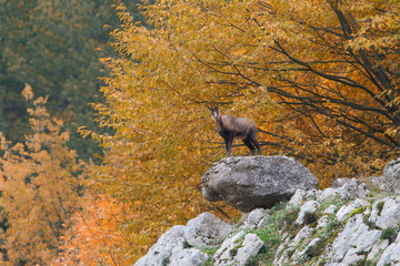 chamois (Rupicapra rupicapra) in Autumn