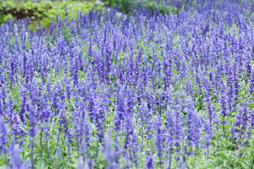 Obraz premium Blue Salvia Field 