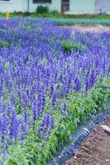 Blue Salvia Field
