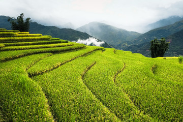Rice fields on terraced of Mu Cang Chai, YenBai, Vietnam. Rice fields prepare the harvest at Northwest Vietnam.

