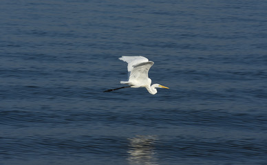 a white egret flying so fast over a beautiful clear water at Lake Whitney, Texas