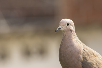 Tórtola (Zenaida auriculata)