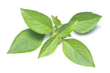 Hoary Basil .thai herb