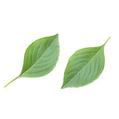 Hoary Basil .thai herb