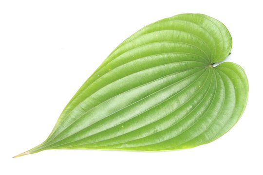 Stemona tuberosa Lour .thai herb