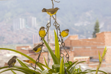 Mielero común (Coereba flaveola) Ciudad © Haz