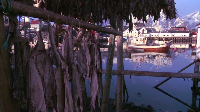 Fish are hung out to dry on wooden racks in the Lofoten Islands, Norway with fishing boats in background.