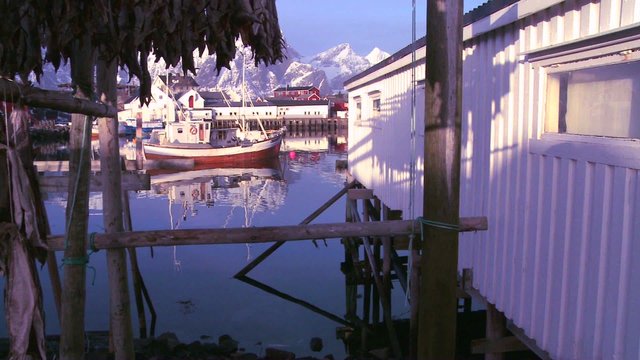 Fish are hung out to dry on wooden racks in the Lofoten Islands, Norway with fishing boats in background.