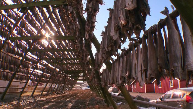 Fish are hung out to dry on pyramid wooden racks in the Lofoten Islands, Norway.