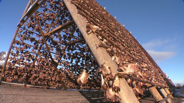 Fishermen hang fish out to dry on pyramid wooden racks in the Lofoten Islands, Norway.