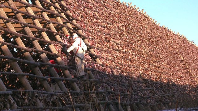 Fishermen hang fish out to dry on pyramid wooden racks in the Lofoten Islands, Norway.