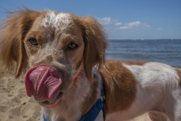 Family Pet on Beach Holiday Licking Nose