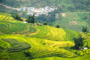 Rice fields on terraced of Mu Cang Chai, YenBai, Vietnam. Rice fields prepare the harvest at Northwest Vietnam.

