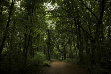 Fototapeta premium Caminho de terra no meio dos verdes das árvores