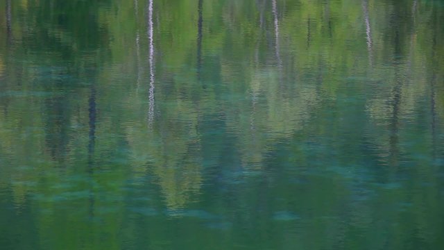 деревья отражённые в воде