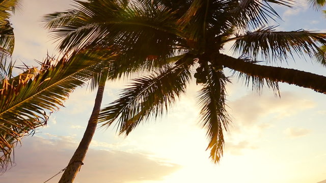 Hammock and Palm Trees at Sunset. Hammock Swinging on the Wind Between Two Palm Trees. Backyard Oceanfront Real Estate. Maui, Hawaii. Vacation Relaxation Lifestyle. Steadicam Smooth Gliding Shot.