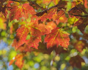 Vibrant sunlit red Maple leaves with veins of yellow in the Autumn.