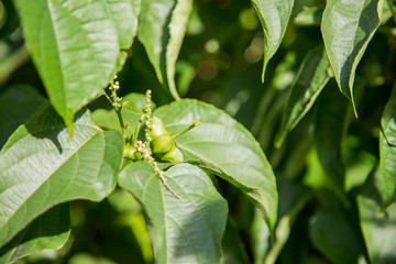 Fototapeta premium fresh capsule seeds fruit of sacha-Inchi peanut