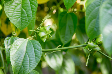 Fototapeta na wymiar fresh capsule seeds fruit of sacha-Inchi peanut