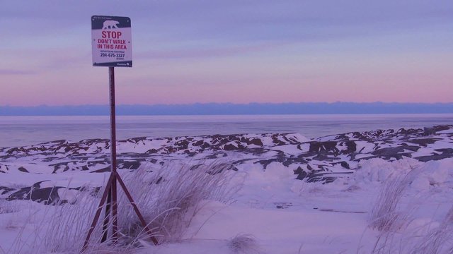 A sign warns that polar bears are in the vicinity.