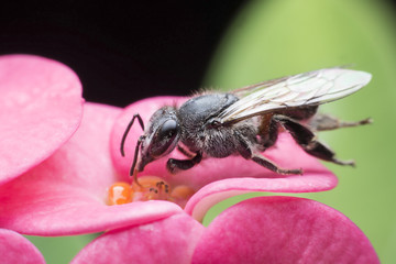 Bee in view of the macro.