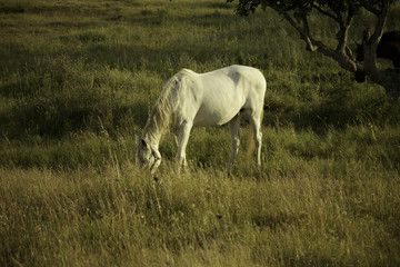 Cavalo branco a pastar em prado verde