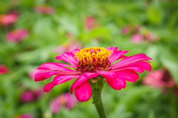 Beautiful Zinnia