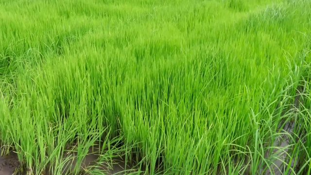 View of Young rice sprout ready to growing in the rice field