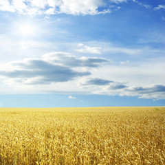 Wheat field and blue sky with sun
