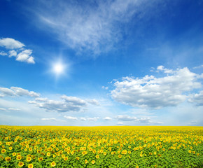 field of sunflowers