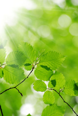 green leaves