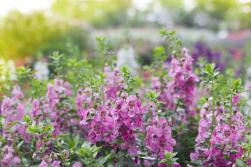 Forget me Not flowers of remembrance, with the former just want