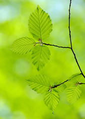  leaves