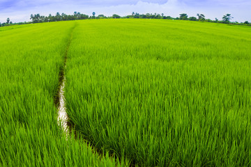 Landscape of rice field in Thailand for background use