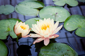 A beautiful waterlily or lotus flower