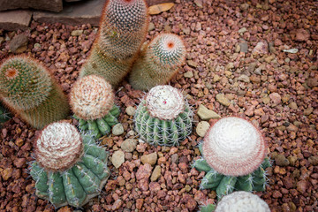 Close up cactus plant of desert.